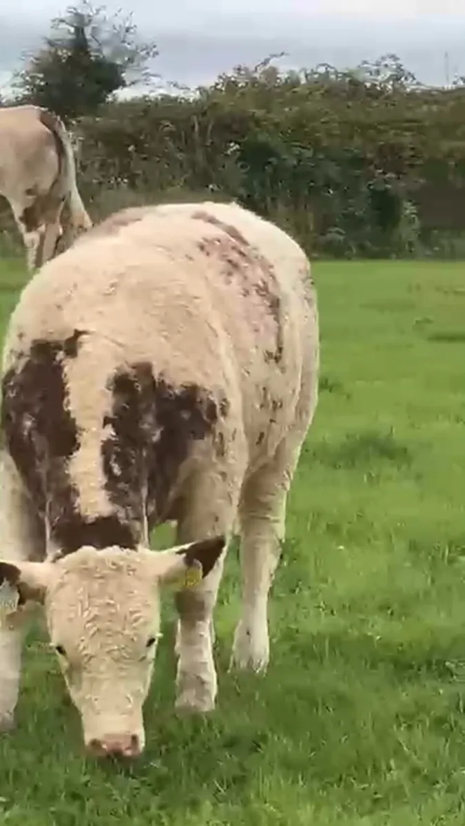 170 Simmental cross heifers - Image 3
