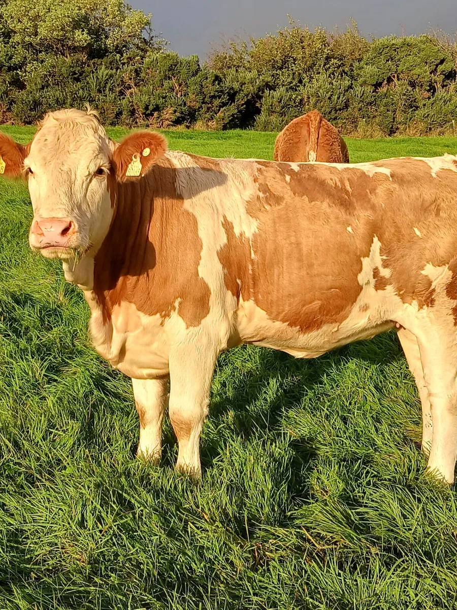 170 Simmental cross heifers - Image 4