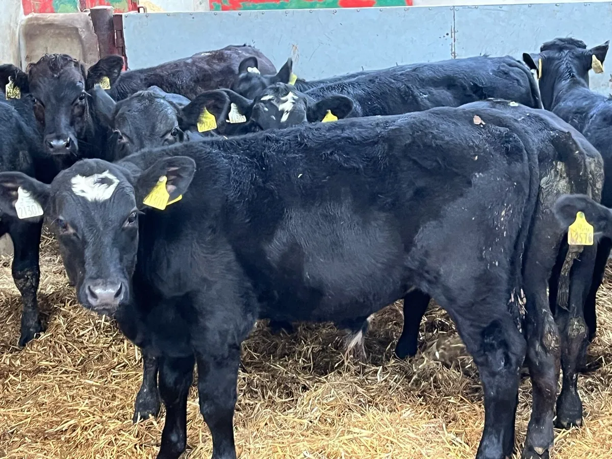 Smashing Aberdeen Angus Bull Weanlings - Image 1