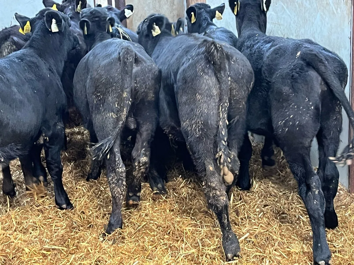 Smashing Aberdeen Angus Bull Weanlings - Image 2