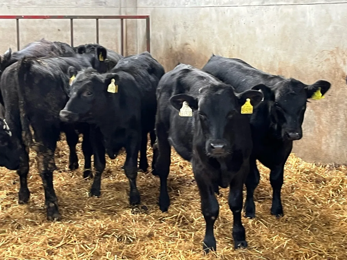 Smashing Aberdeen Angus Bull Weanlings - Image 3