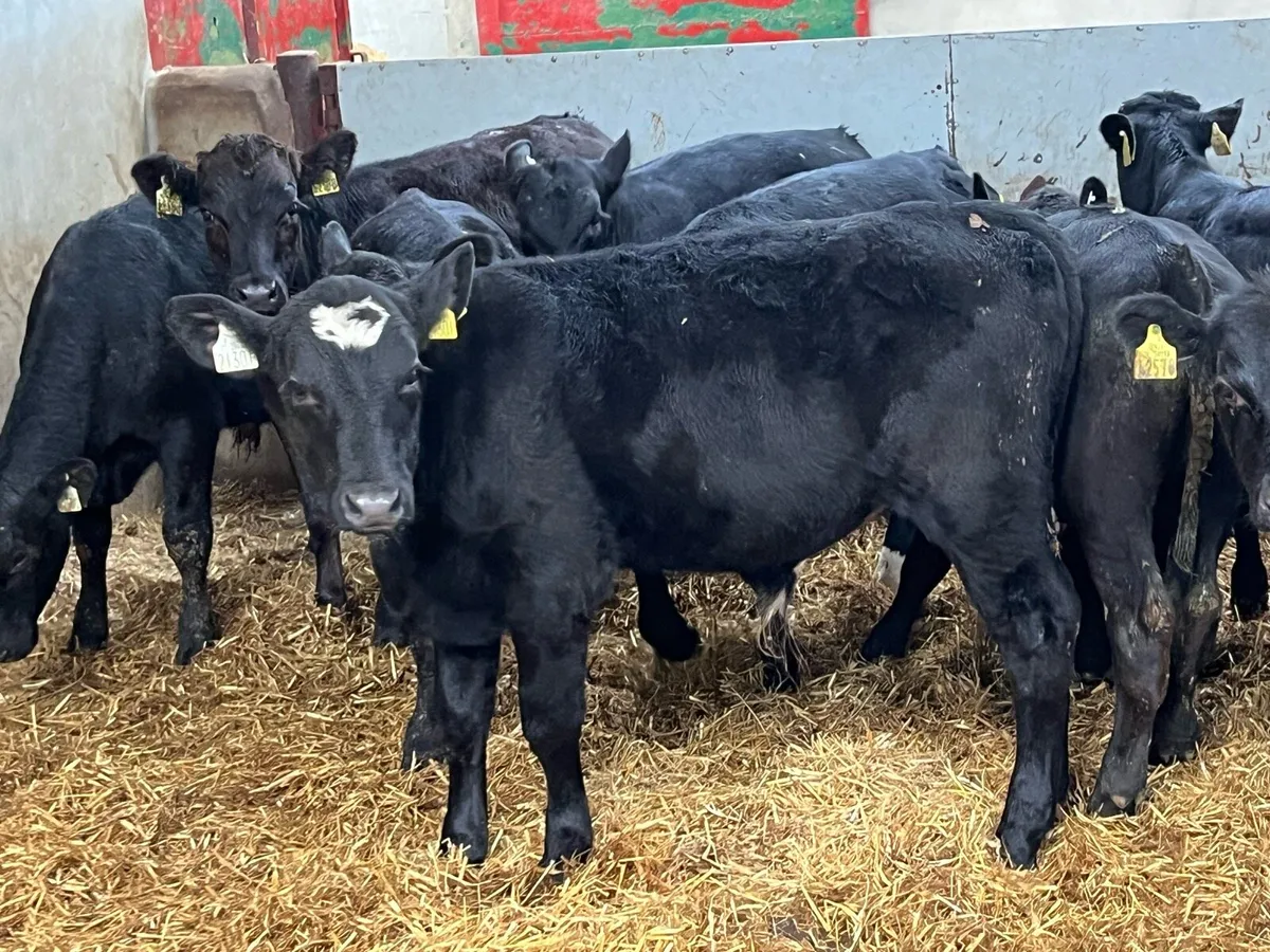 Smashing Aberdeen Angus Bull Weanlings - Image 4