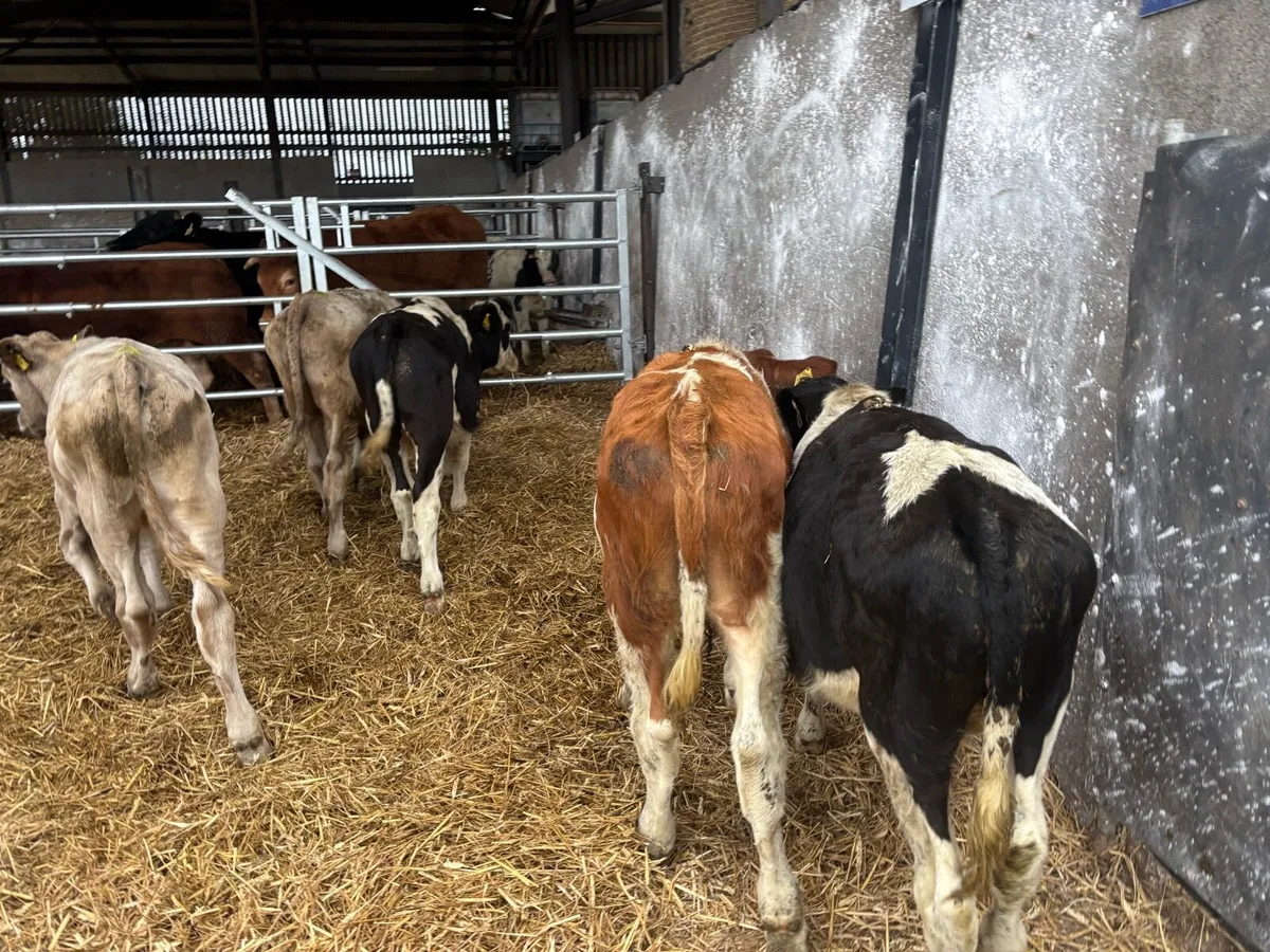 6 continental bull weanlings - Image 2