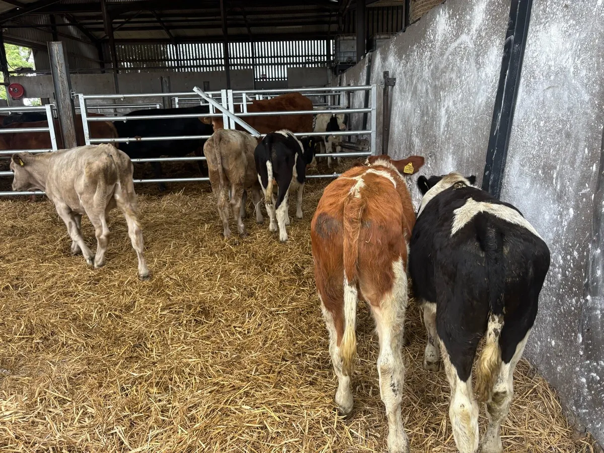 6 continental bull weanlings - Image 3