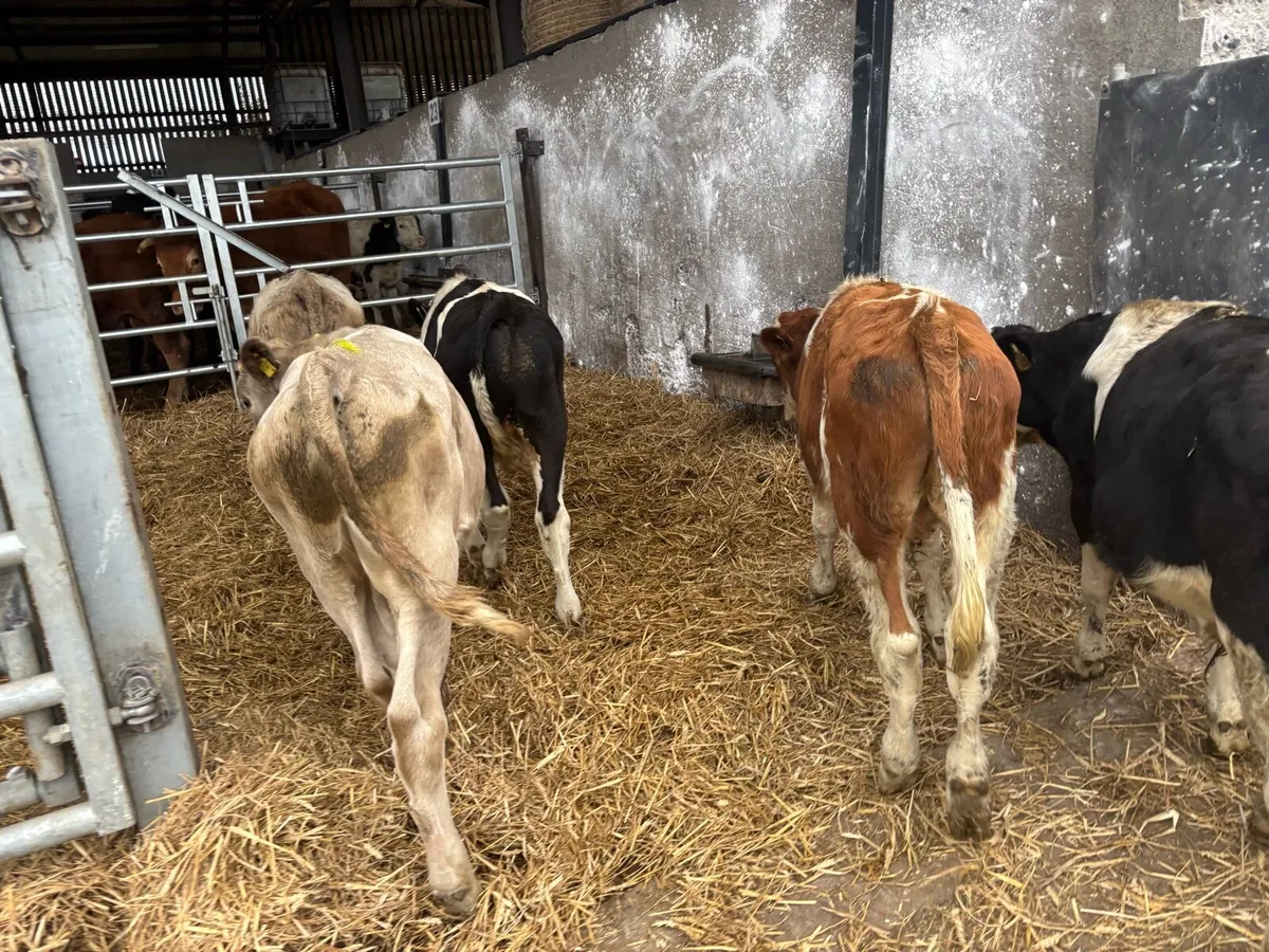 6 continental bull weanlings - Image 1
