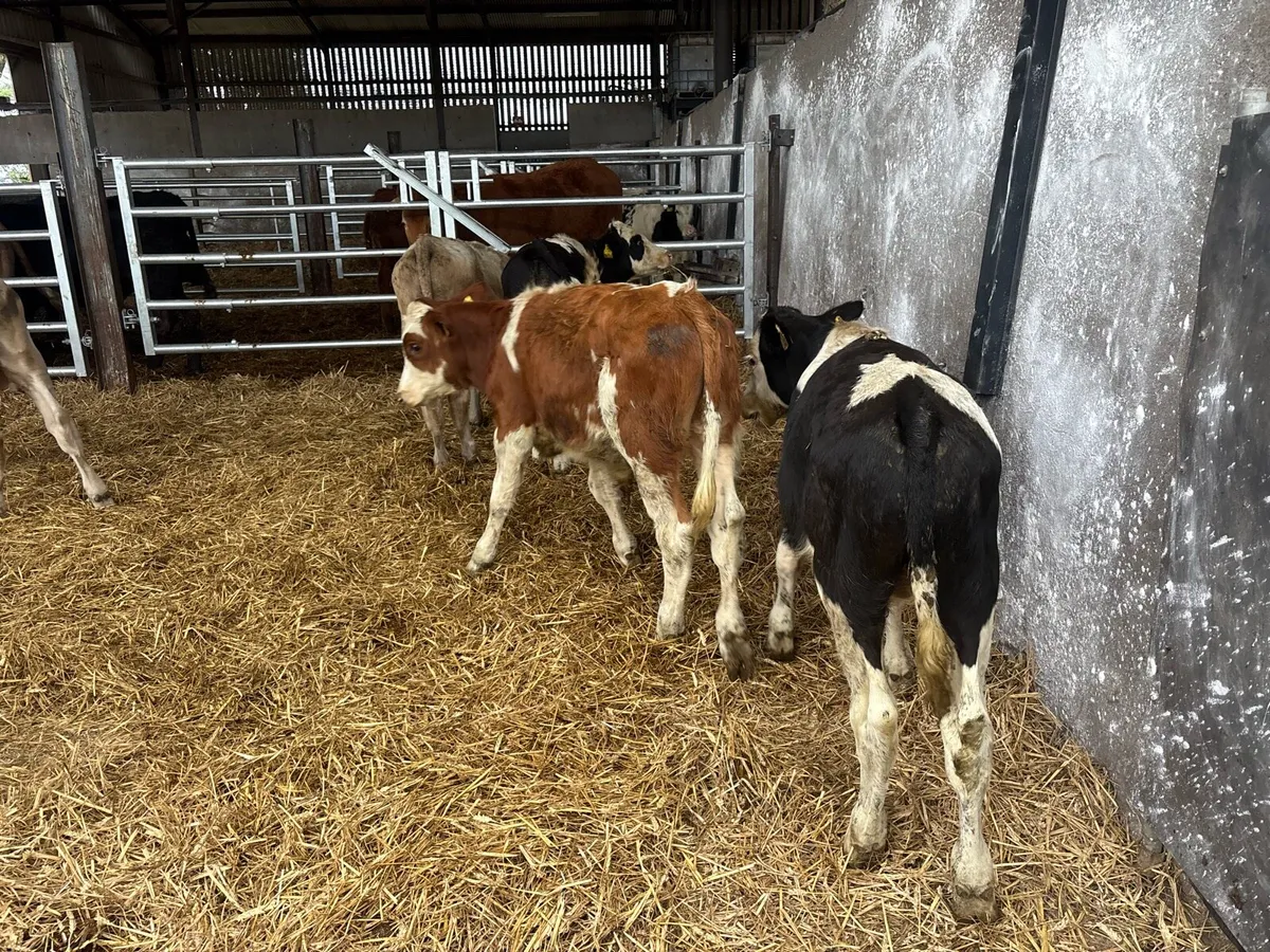 6 continental bull weanlings - Image 4