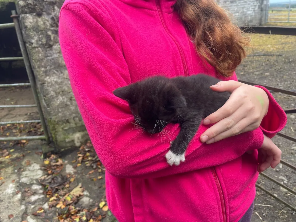 3 kittens - Image 2