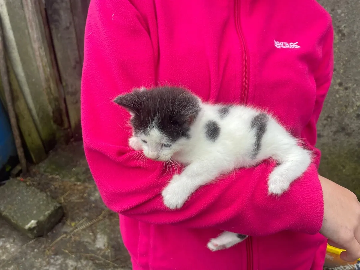 3 kittens - Image 3