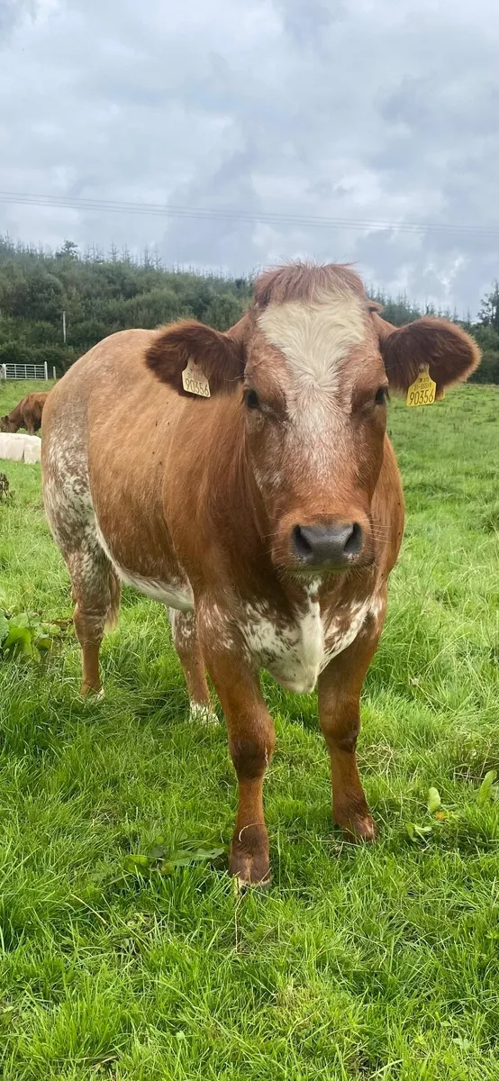 2 extremely quiet BBX In calf heifers - Image 3
