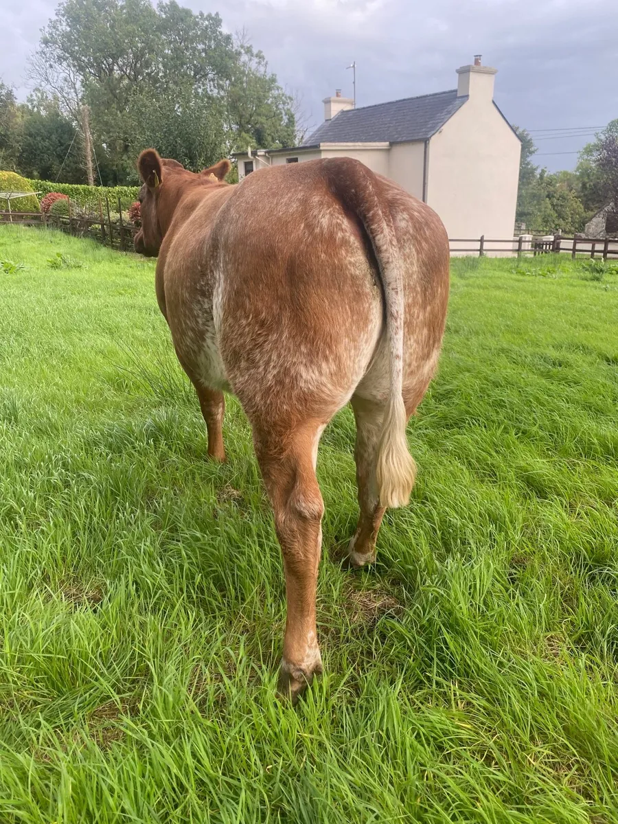 2 extremely quiet BBX In calf heifers - Image 4