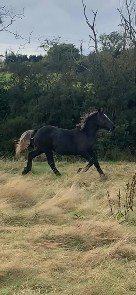 Percheron draft Colt - Image 2