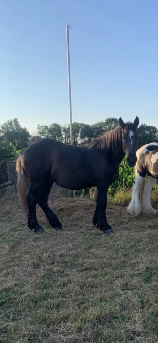 Percheron draft Colt - Image 3