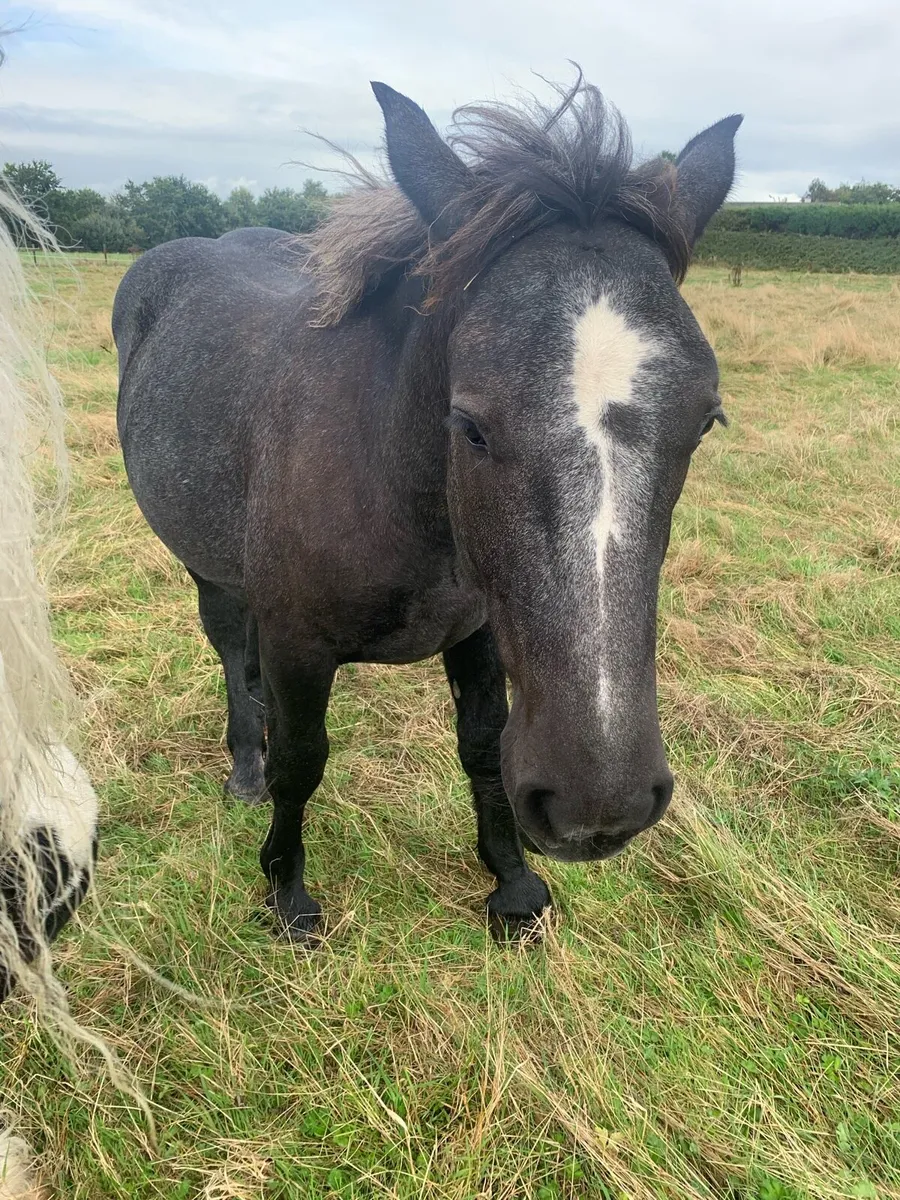 Percheron draft Colt - Image 4