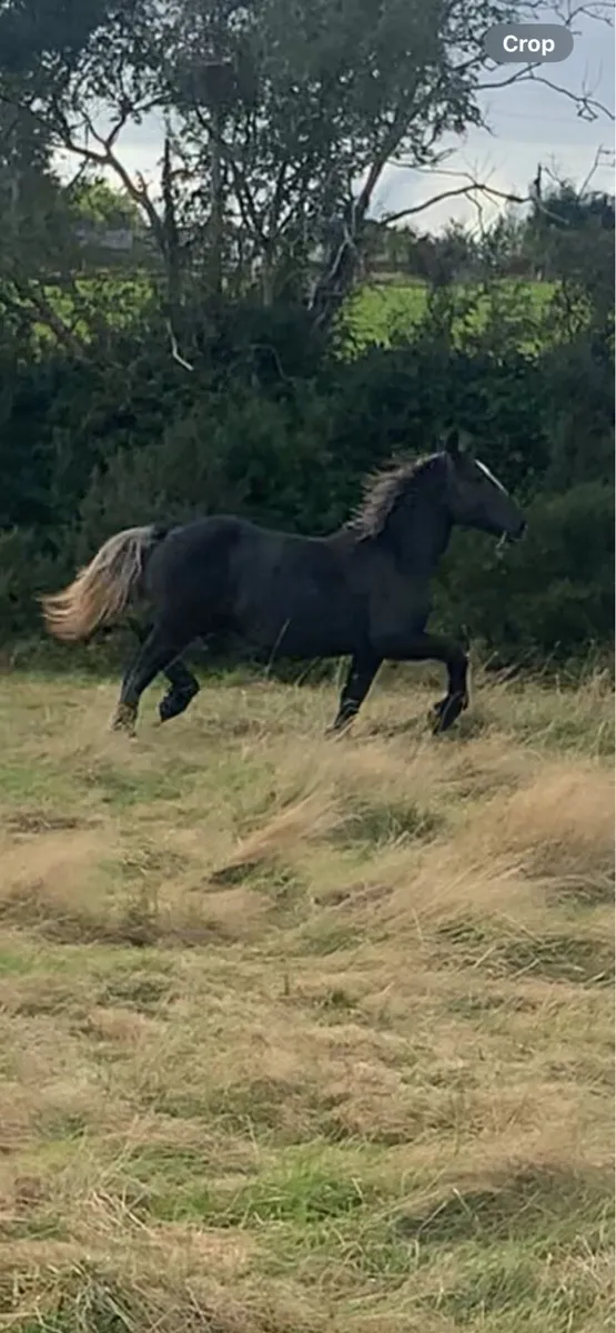 Percheron draft Colt - Image 1