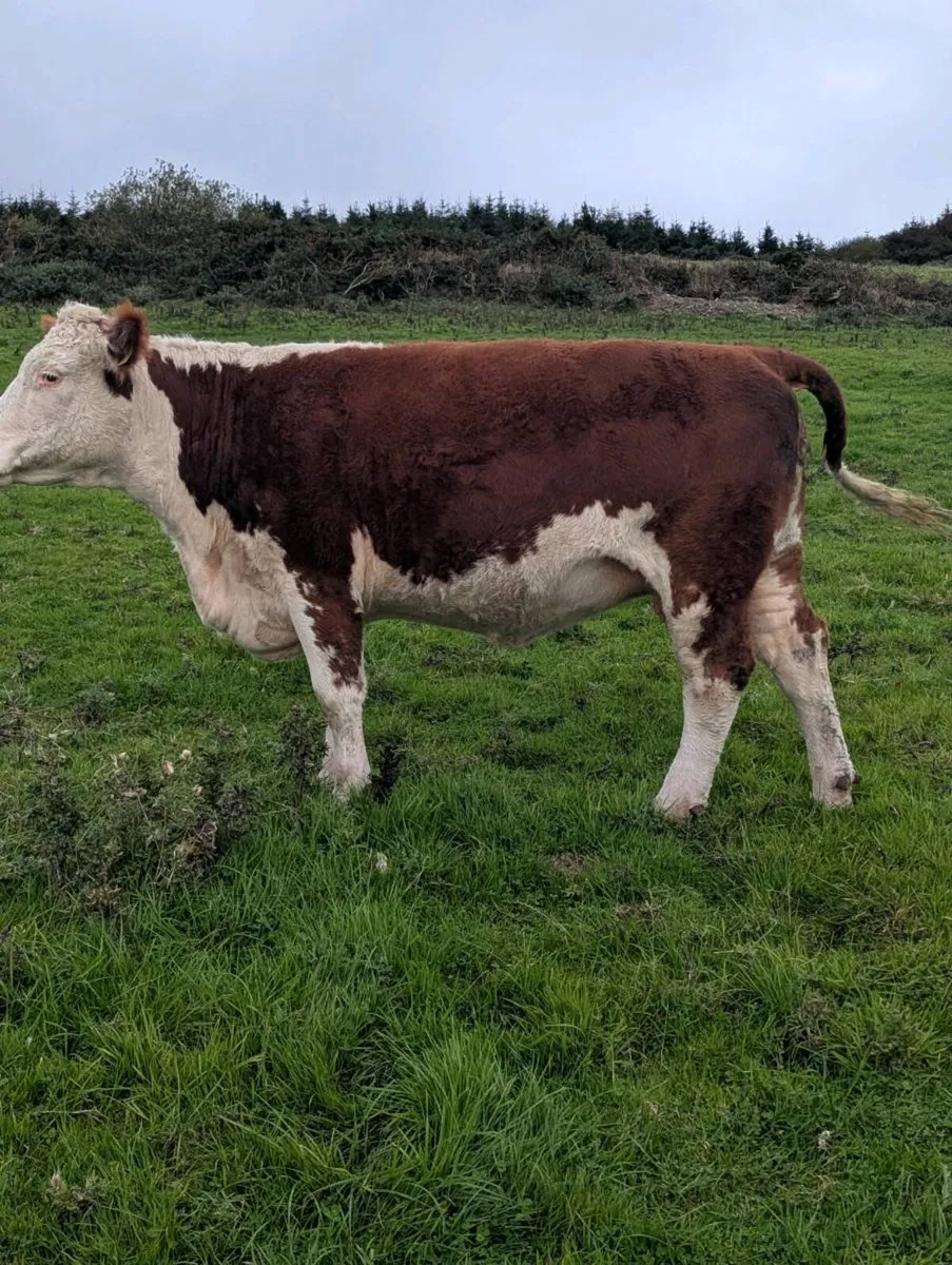 Pedigree hereford incalf. - Image 1