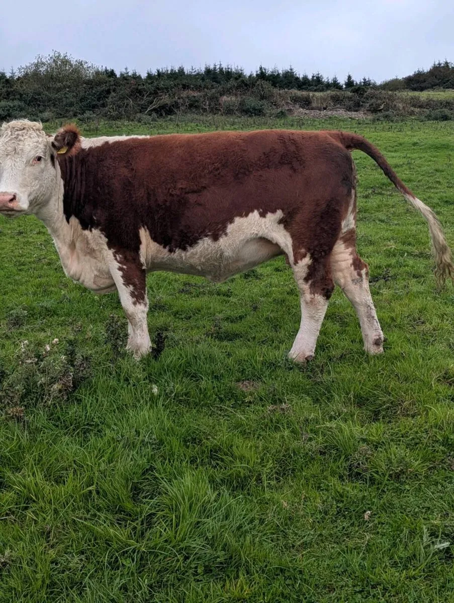 Pedigree hereford incalf. - Image 2