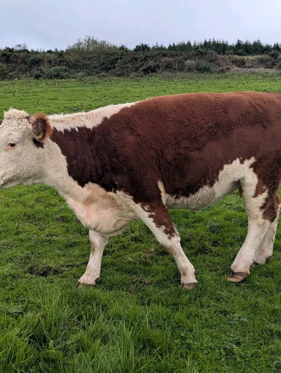 Pedigree hereford incalf. - Image 3
