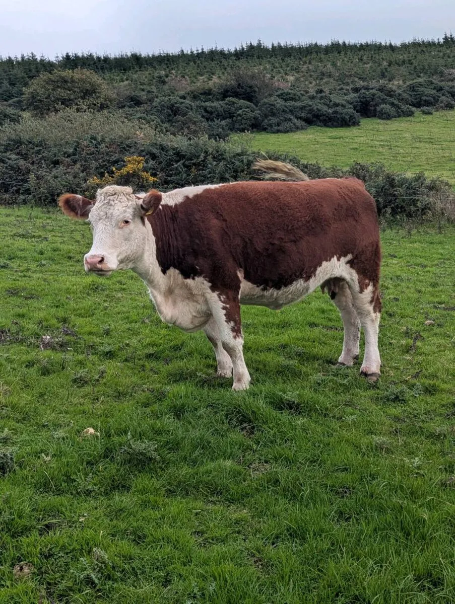 Pedigree hereford incalf. - Image 4