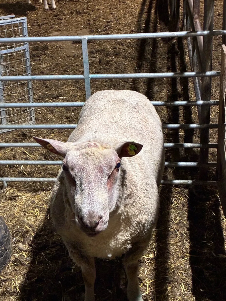 Charlollais Ram - Image 2