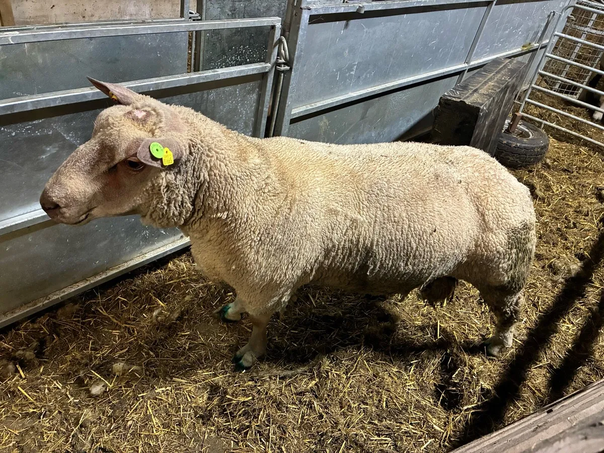 Charlollais Ram - Image 4