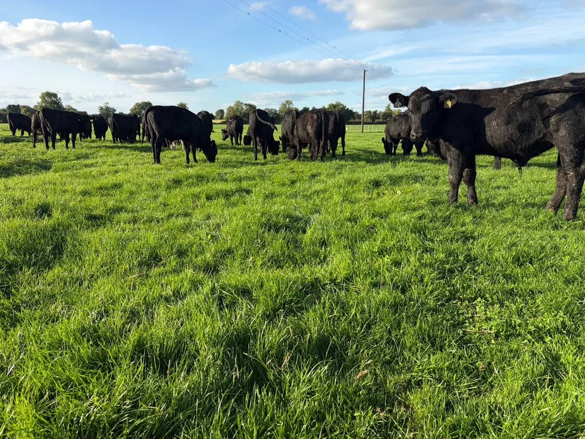 Aberdeen Angus Bull Weanlings - Image 2