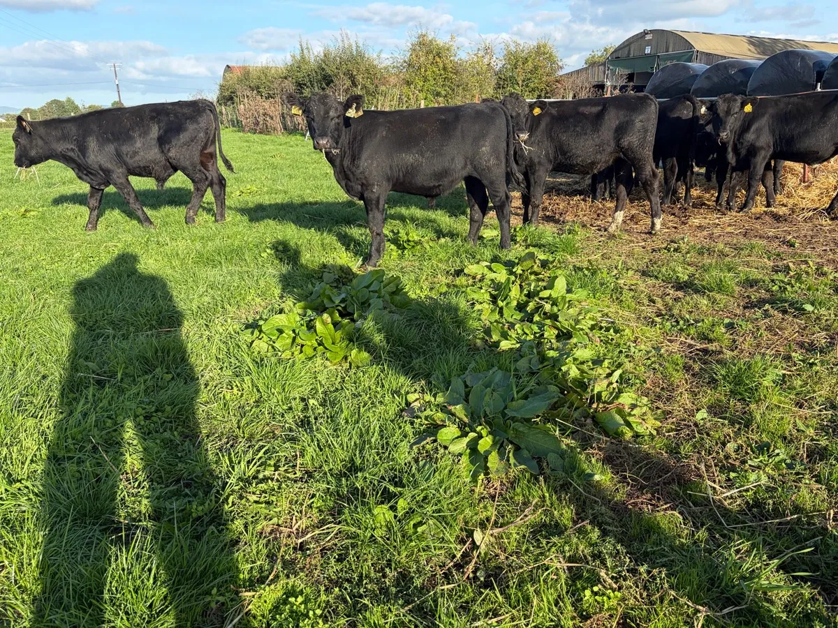 Aberdeen Angus Bull Weanlings - Image 3