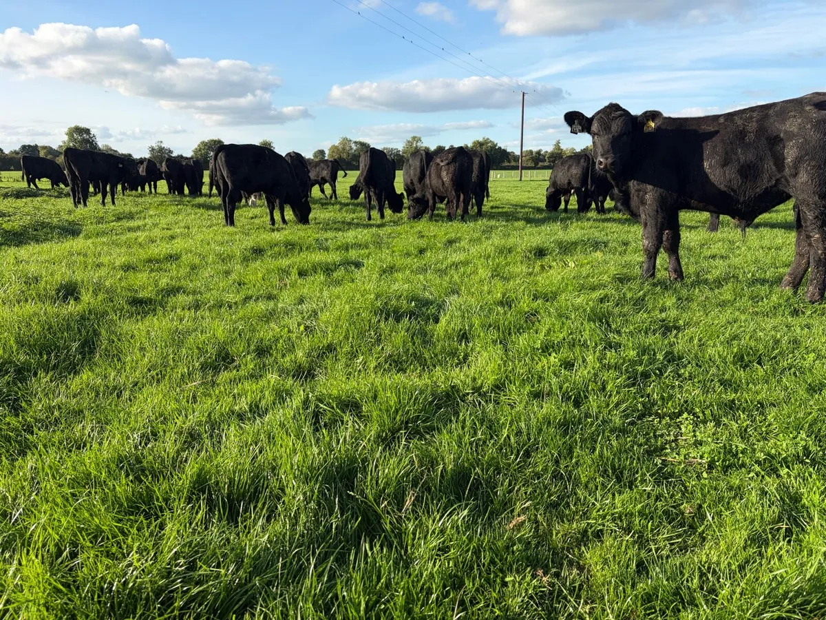 Aberdeen Angus Bull Weanlings - Image 4