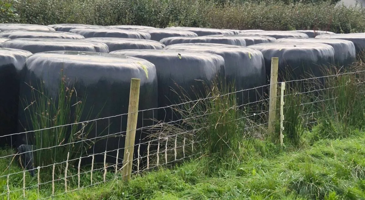 Silage Round Bales