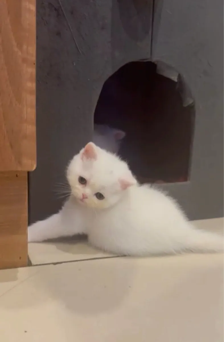 Scottish kittens - Image 2