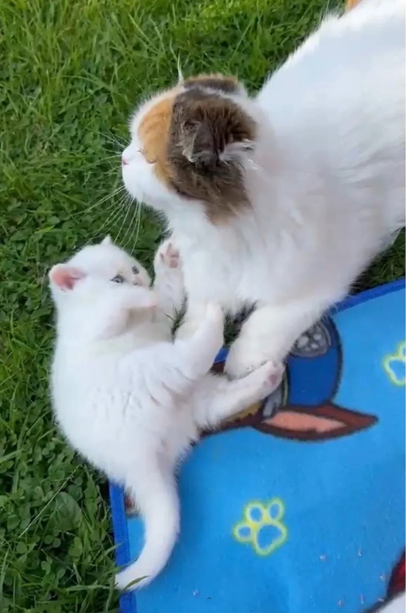 Scottish kittens - Image 3