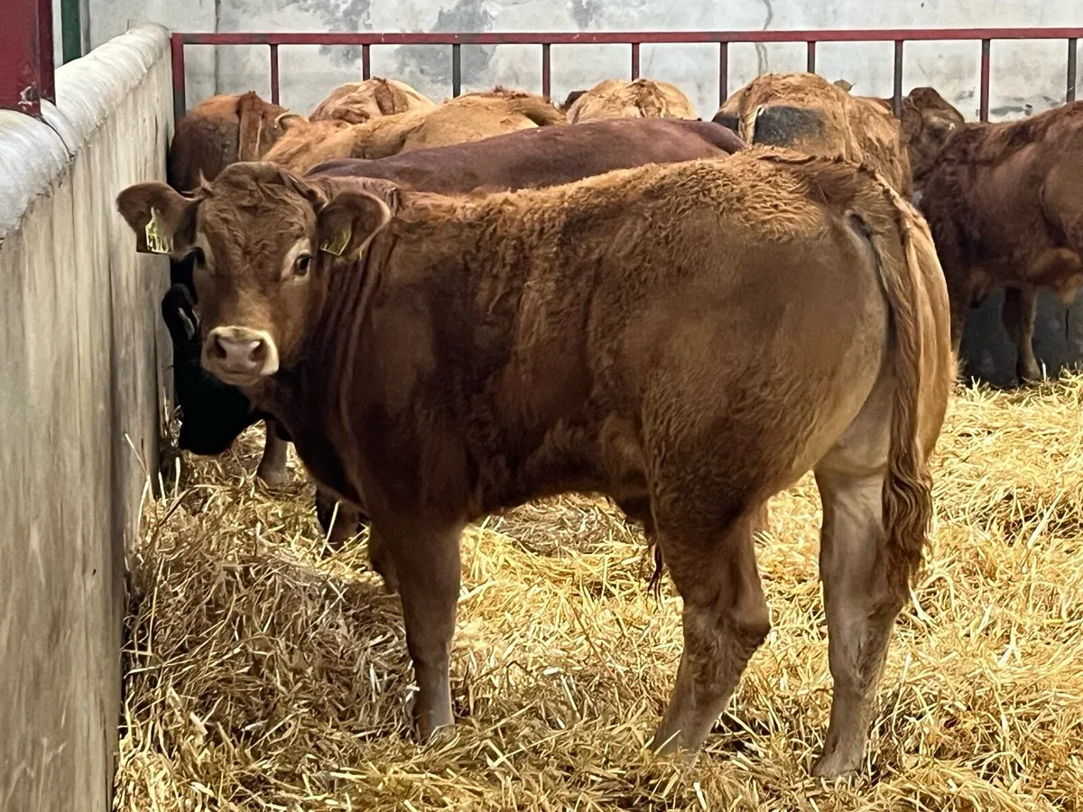 Super U Grade Limousin Bull Weanlings - Image 1