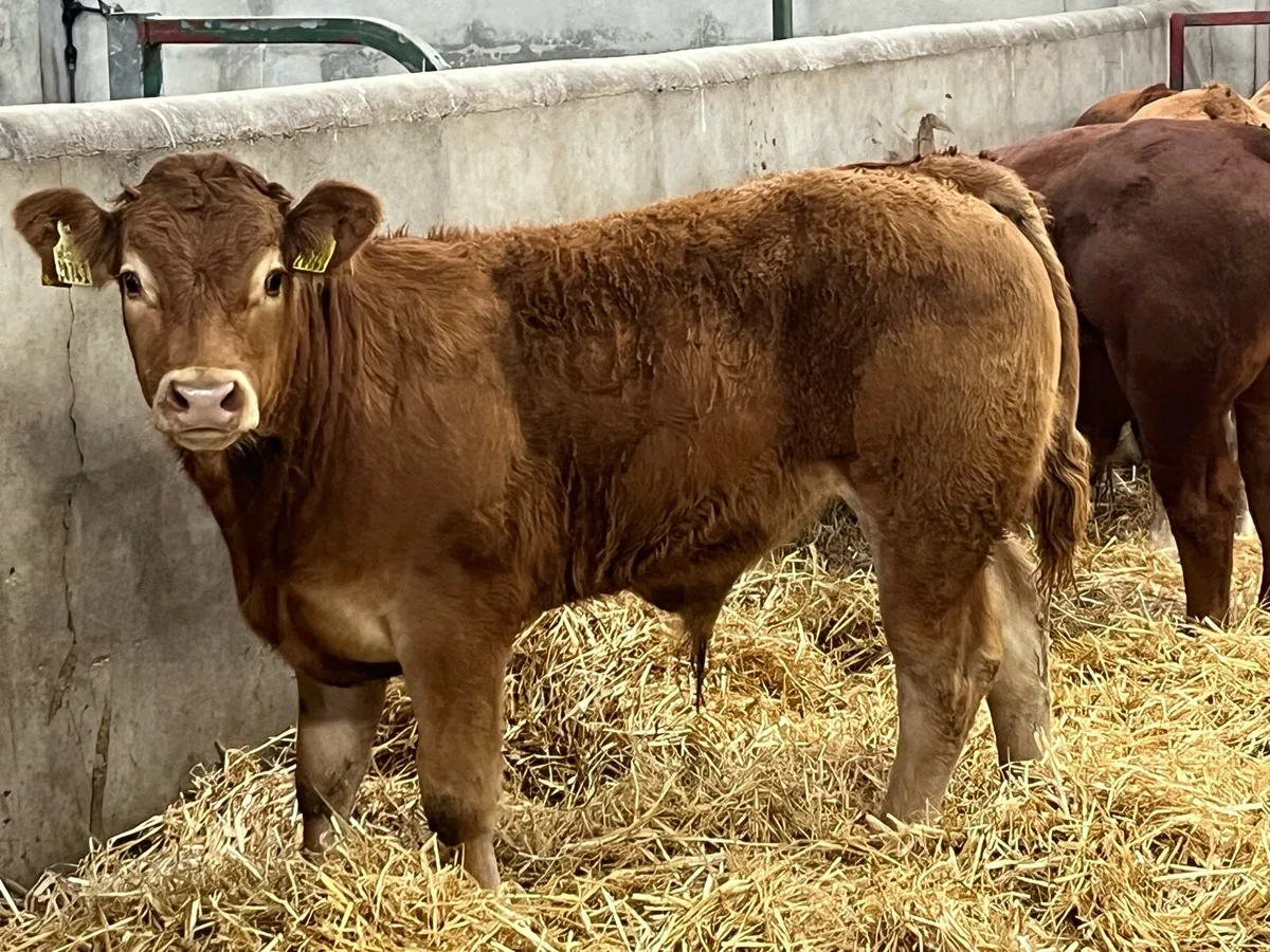 Super U Grade Limousin Bull Weanlings - Image 2