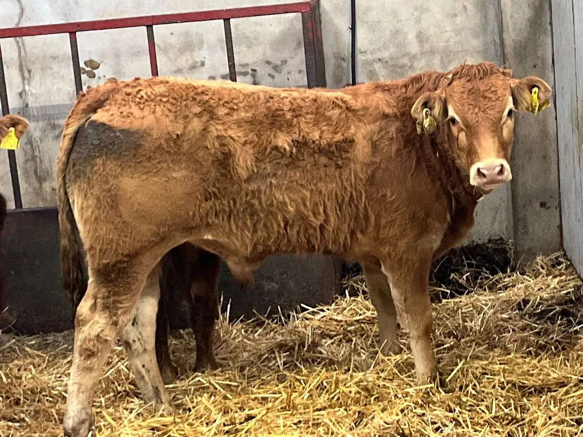 Super U Grade Limousin Bull Weanlings - Image 3