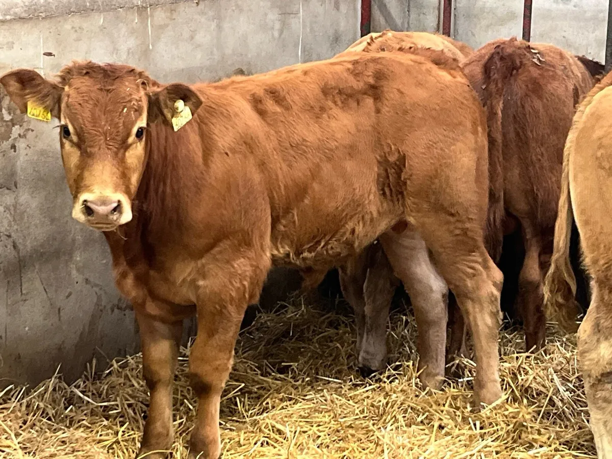 Super U Grade Limousin Bull Weanlings - Image 4