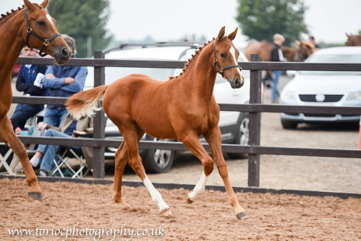 Beautiful colt foals - Image 1