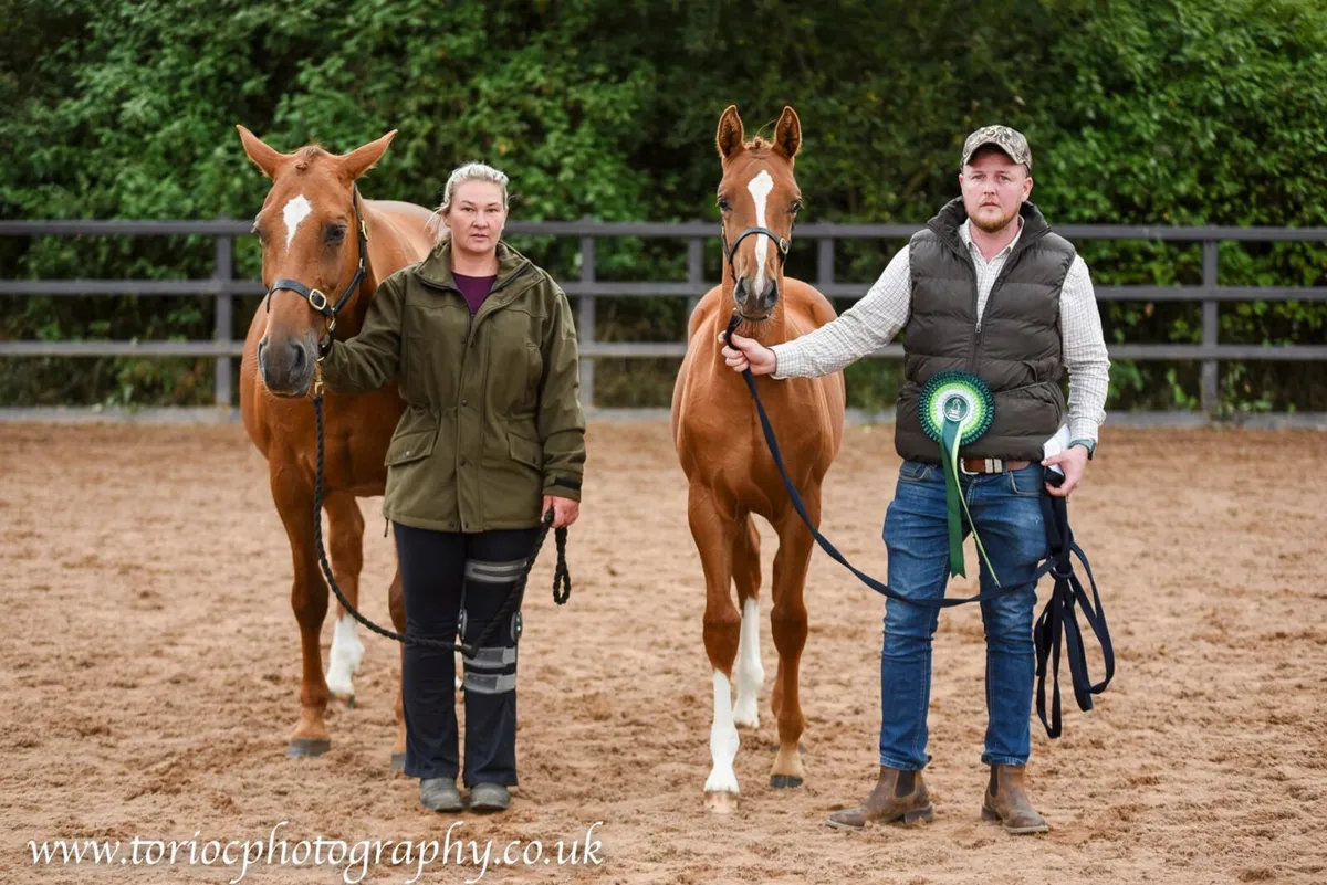 Beautiful colt foals - Image 4