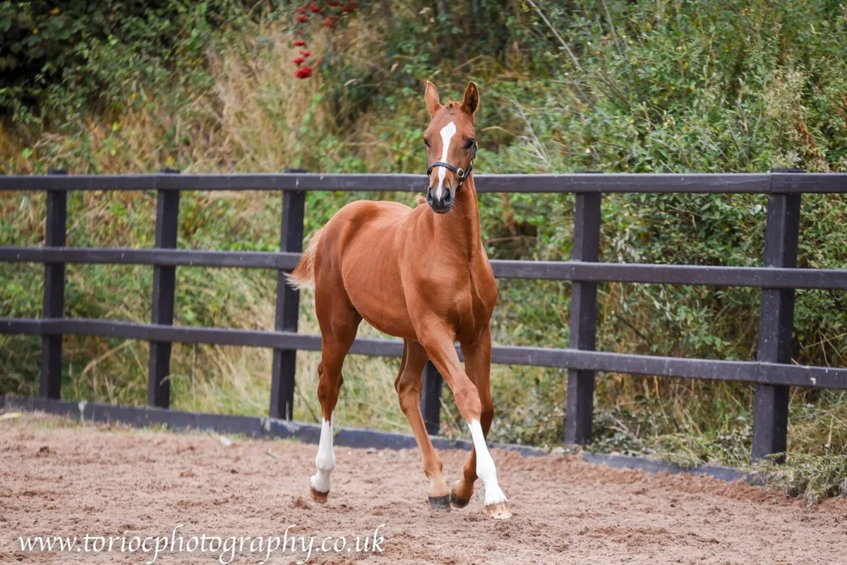 Beautiful colt foals - Image 2