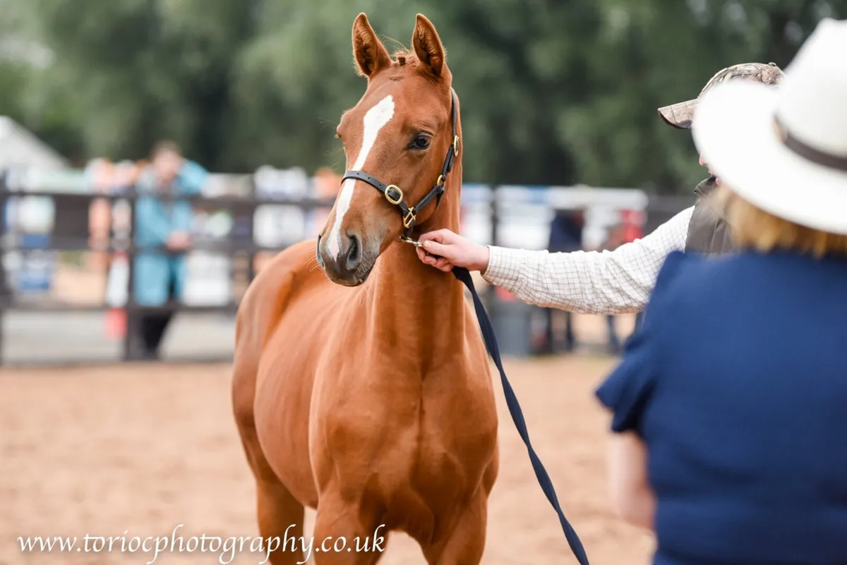 Beautiful colt foals - Image 3