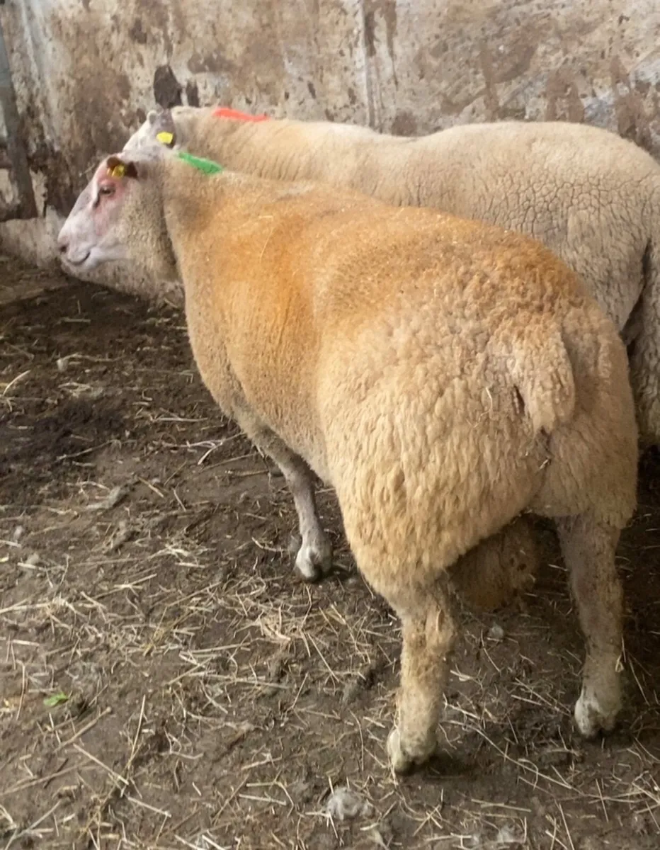 PBR charlaois rams - Image 1