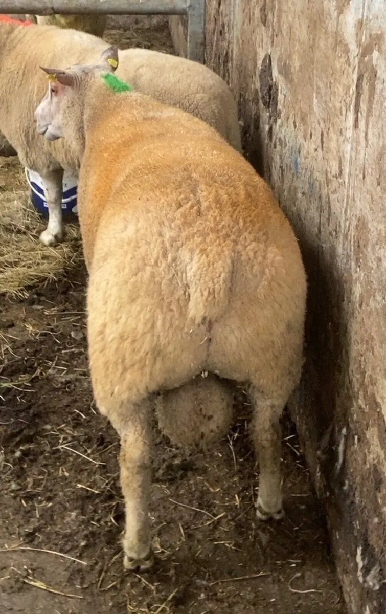 PBR charlaois rams - Image 2