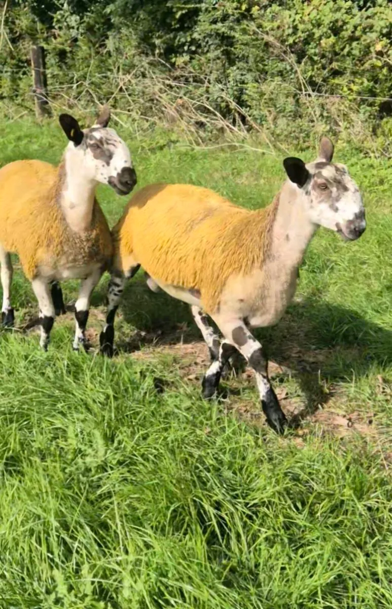 Bluefaced Leicester Ram lambs - Image 1