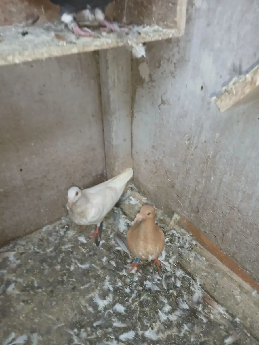 Birds - Image 2