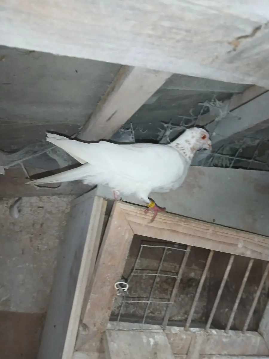Birds - Image 1