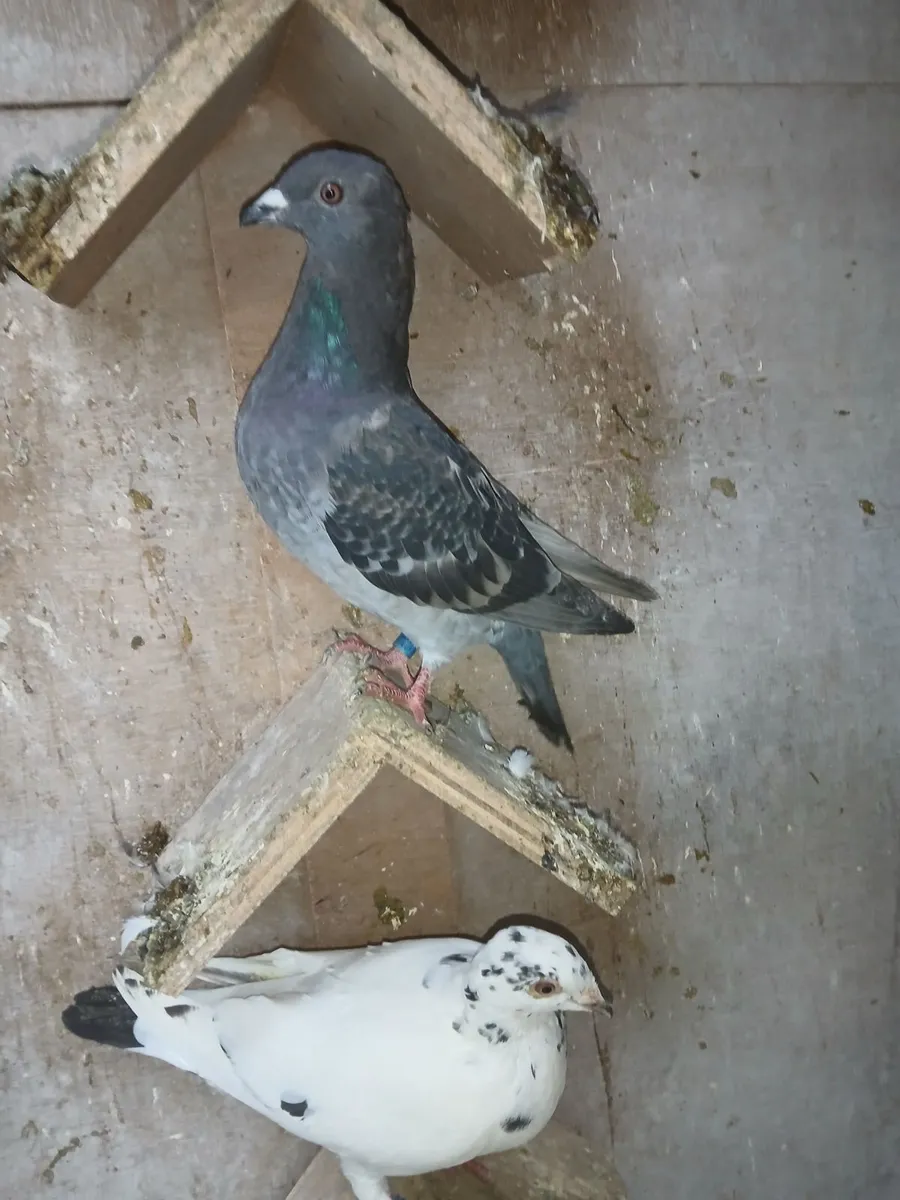 Birds - Image 4