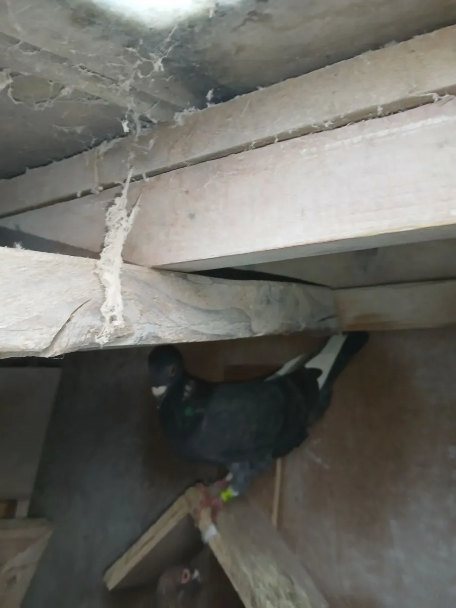 Birds - Image 3