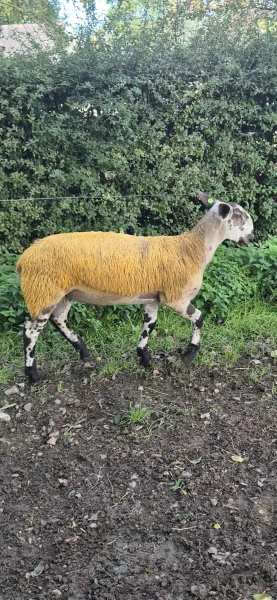 Bluefaced Leicester Ram lambs - Image 4
