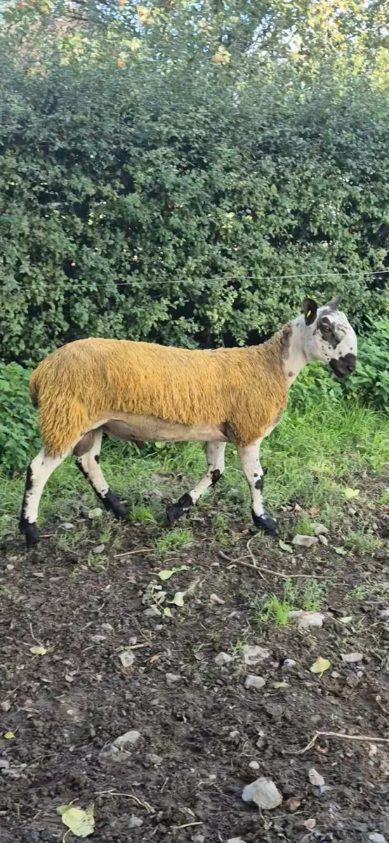 Bluefaced Leicester Ram lambs - Image 3