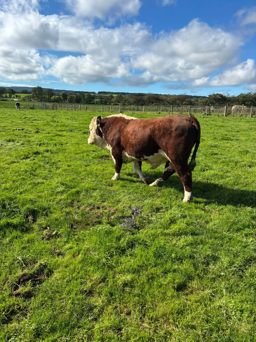 Pedigree Hereford bull - Image 3
