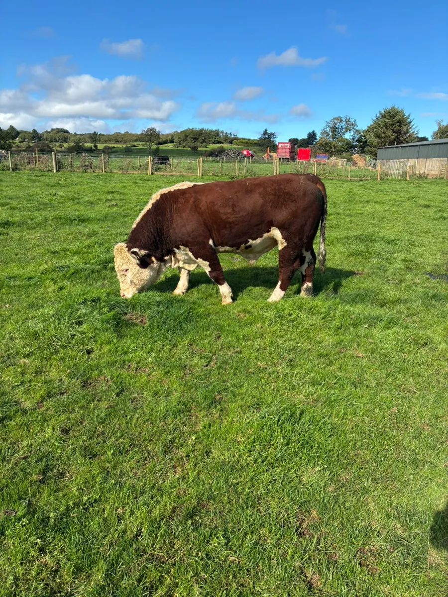 Pedigree Hereford bull - Image 1