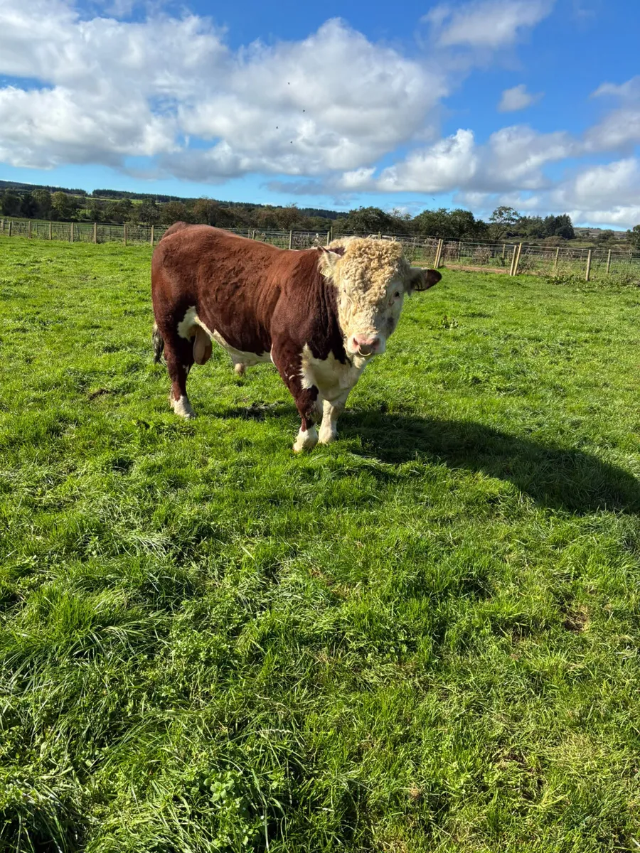 Pedigree Hereford bull - Image 4